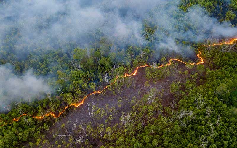 Vegetation Management: Artificial Intelligence to Preempt Forest Fires