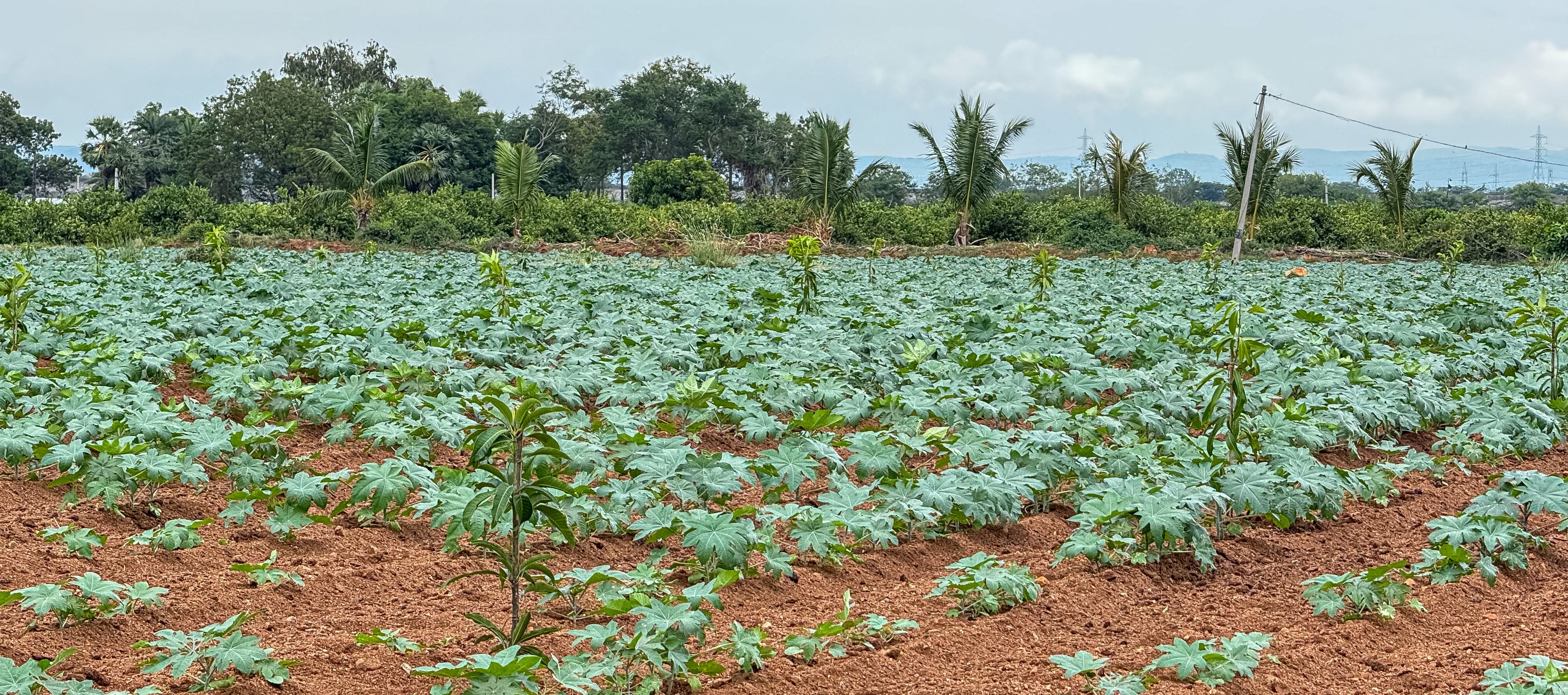 Agroforestry Program