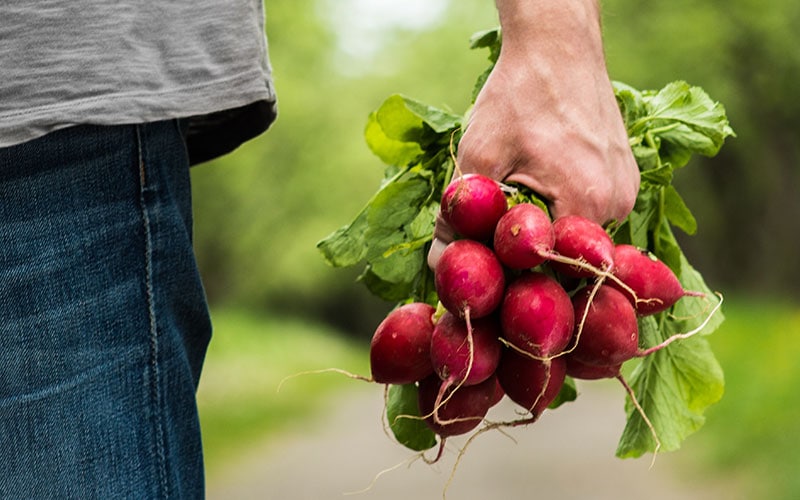 Frische - von der Farm auf die Gabel