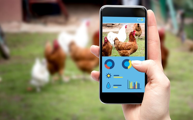 Infosys Ambient Sense Solution: A Breath of Fresh Air in Poultry Farms