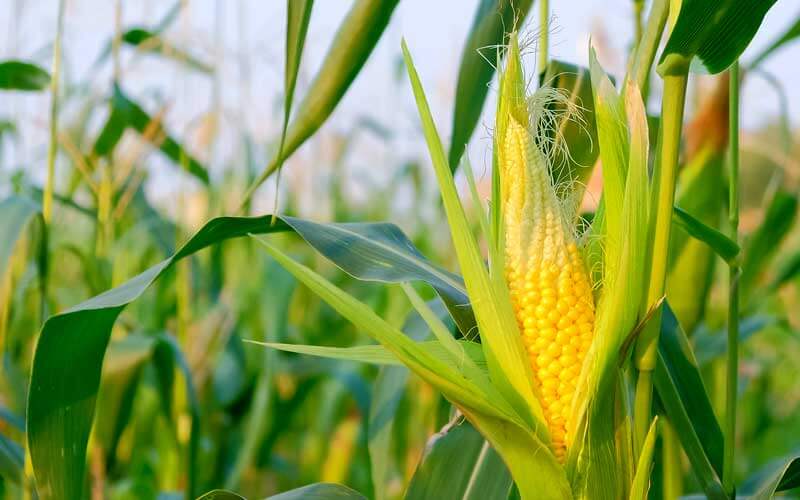 Syngenta Partners with Infosys to Go Beyond Their Core