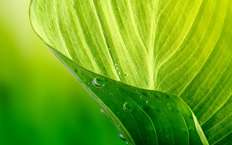 Cloud technologies help corporations achieve carbon neutrality