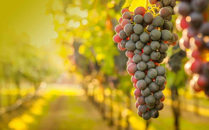Infosys Speaking Vineyard solution boosts quality