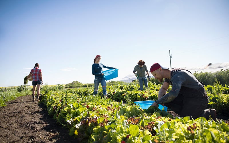 Smart Technology to Empower Smallholders with Carbon Farming