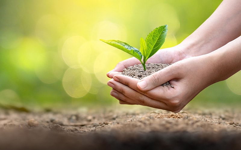 The Role and Challenges of Biofuels in the Sustainable Energy Transition