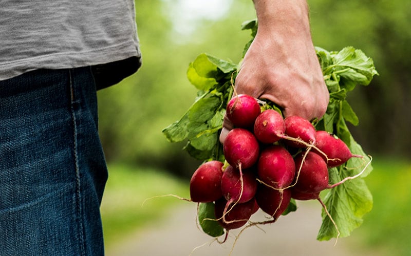 Deliver Freshness, from Farm to Fork