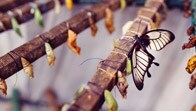 Testing for Transformation
