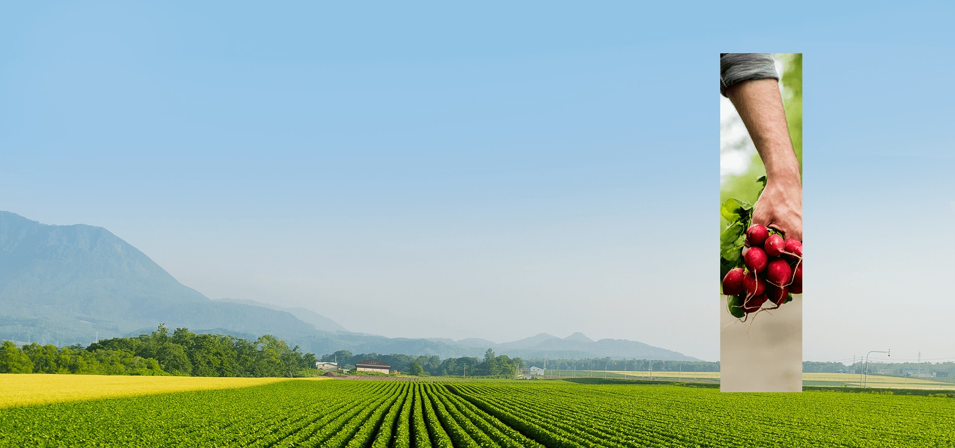 Frische - von der Farm auf die Gabel (in Englisch)