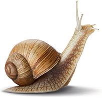 Snail