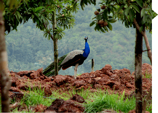 Pavo cristatus