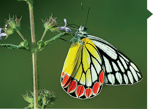 Delias eucharis