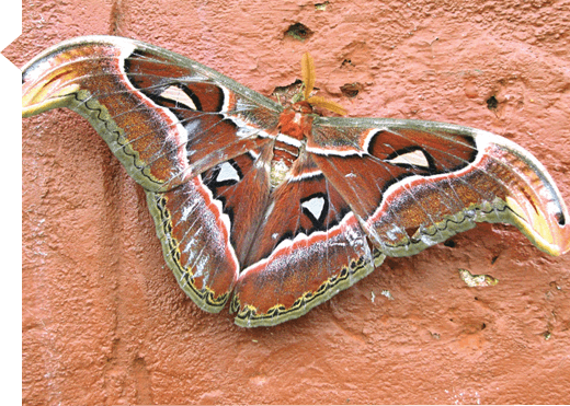 Attacus atlas