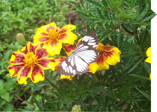 Nyctemera coleta