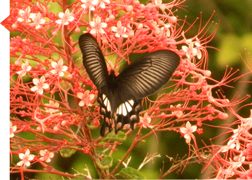 Papilio polytes