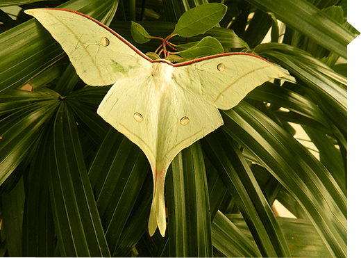 Actias selene