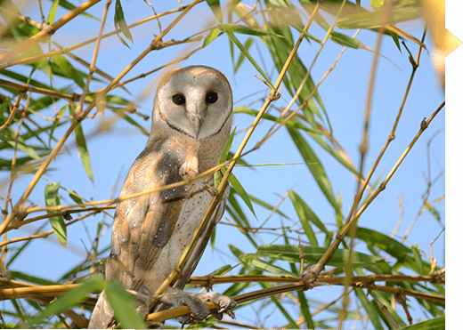 Tyto alba