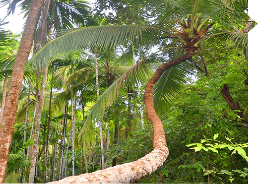 Cocos nucifera and Areca catechu