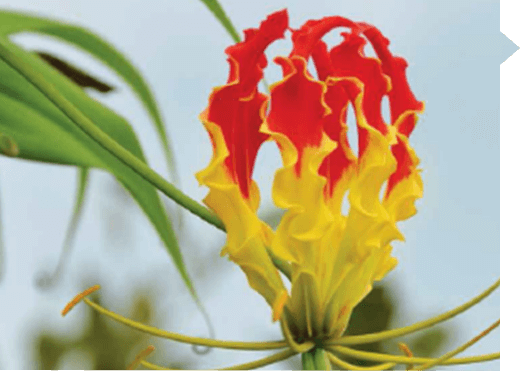 Gloriosa superba