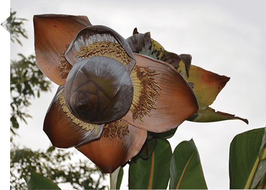 Ensete superbum