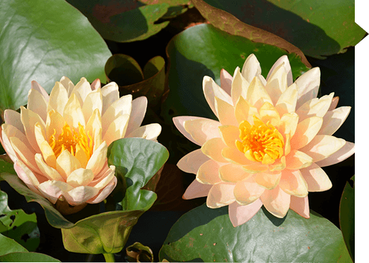 Nymphaea peach glow