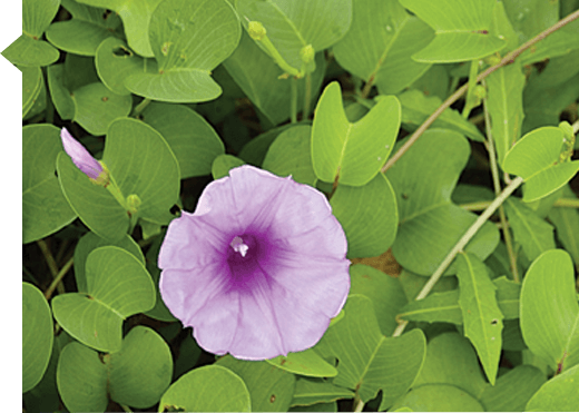 Ipomoea biloba