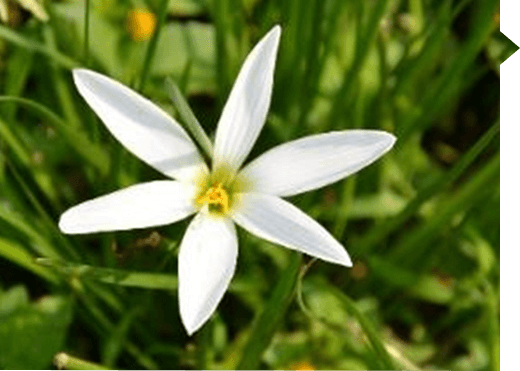 Zephyranthes candida