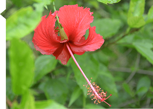 Hibiscus rosa sinensis