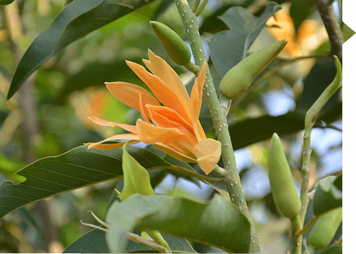 Michelia champaca