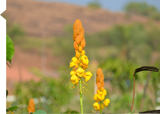 Cassia alata