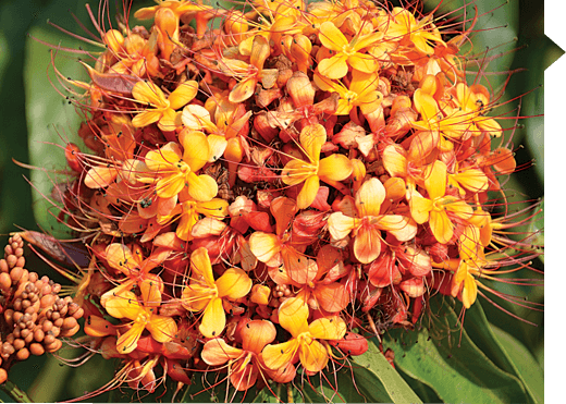 Saraca asoca