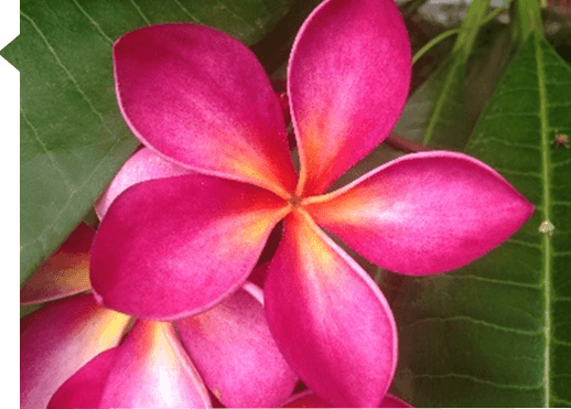 Plumeria rubra