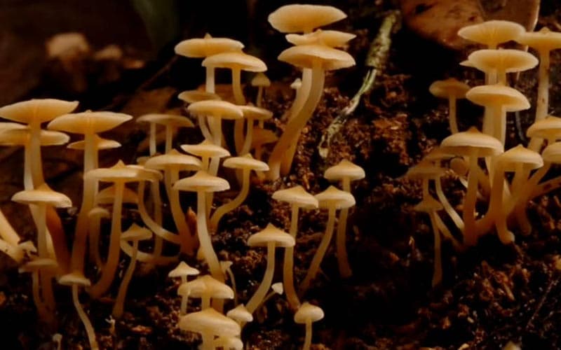 Green Building: Can Mushrooms Help?